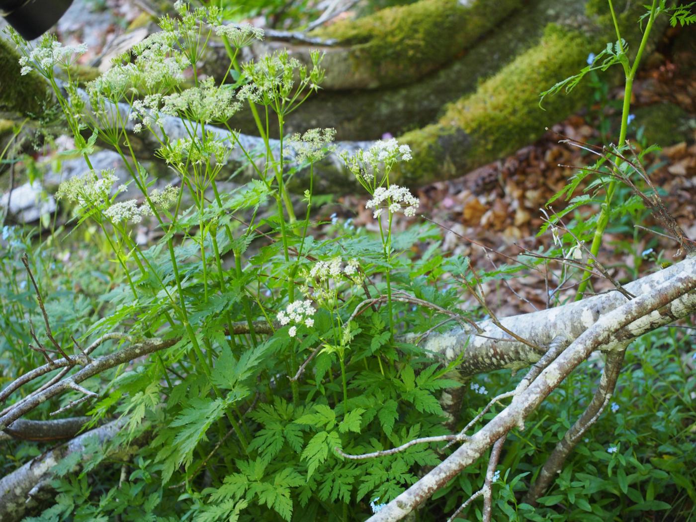 Chervil, [Upright] plant